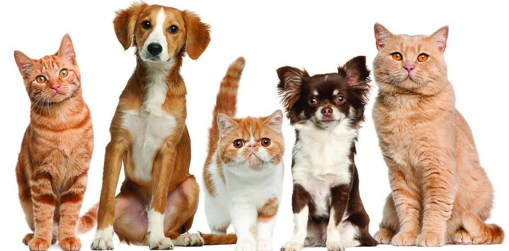 Доска объявлений о животных | ЗооТом - продажа, вязка и услуги для животных в Мышкине