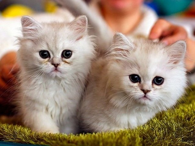 Породы кошек в Мышкине | ЗооТом портал о животных