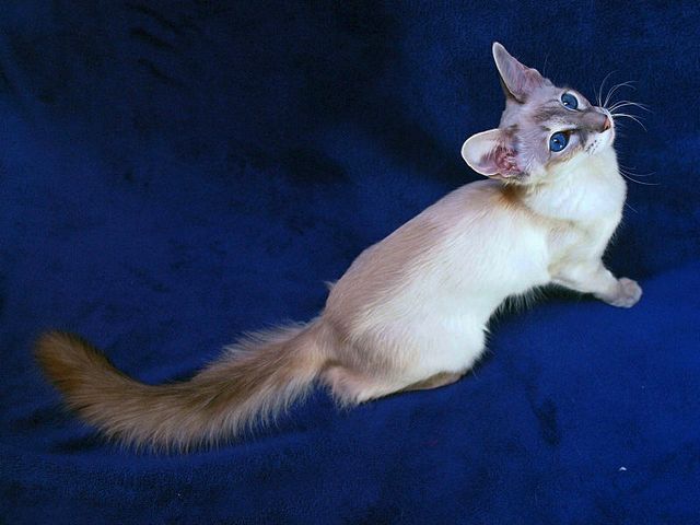 Выведенные породы кошек в Мышкине | ЗооТом портал о животных