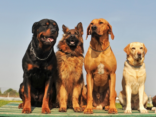 Крупные породы собак в Мышкине | ЗооТом портал о животных