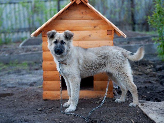 Все о собаках в Мышкине